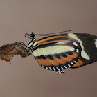 Heliconius