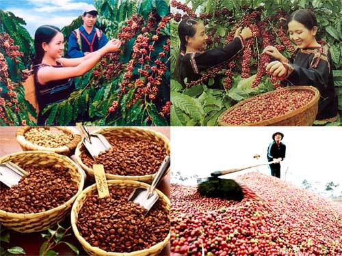 Thu hoạch cà phê ở Việt Nam