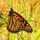 Monarch butterfly