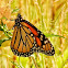 Monarch butterfly