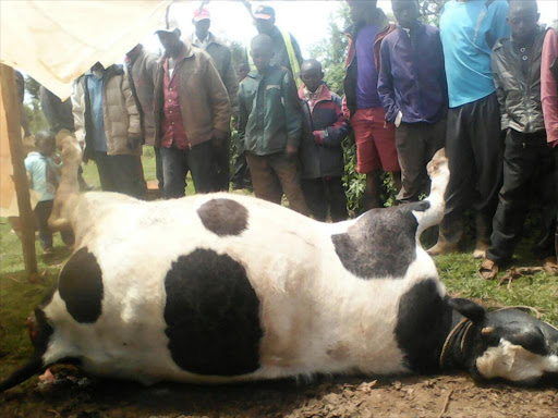 Residents mill around a dairy cow that was killed and had its genitals removed under mysterious circumstances in Kiptenden village, Nakuru county October 27, 2016. /AMOS KERICH