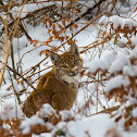 Eurasian Lynx