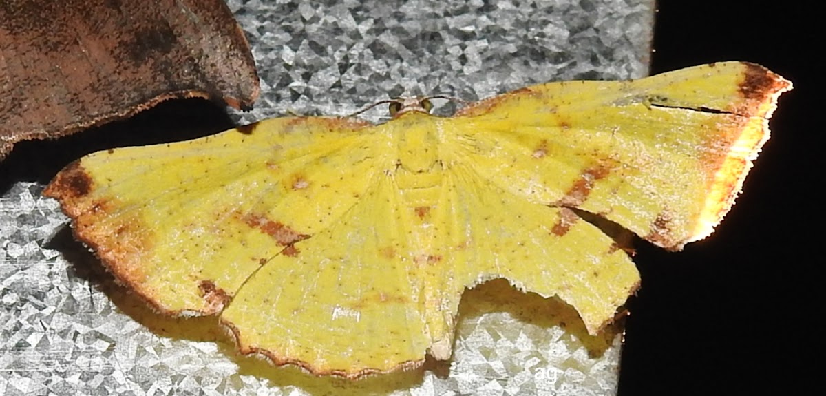 Round Window moth