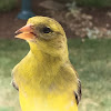 American Goldfinch