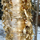 Yellow Birch