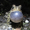 Fowler's Toad, male