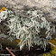 Straw Beard Lichen