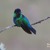 Violet-headed hummingbird (