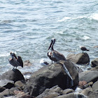 Brown Pelican