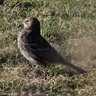 Rock Pipit