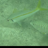 Yellow Goatfish