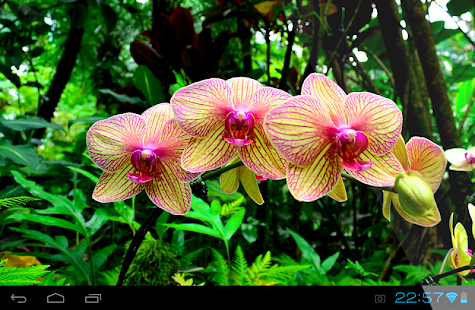 Lastest Orchid Live Wallpaper APK for Android