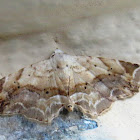 Moth