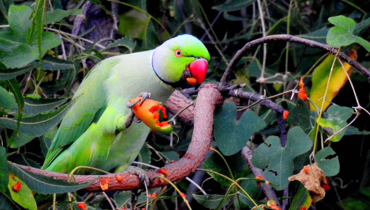 Rose-ringed parakeet