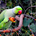 Rose-ringed parakeet