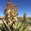 Mojave Yucca