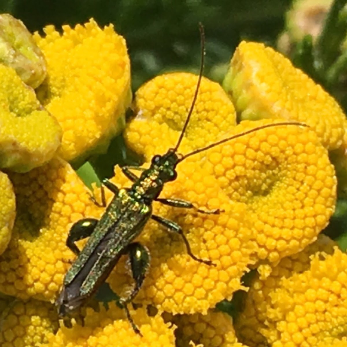 Swollen-thighed beetle (male), œdémère noble (mâle)