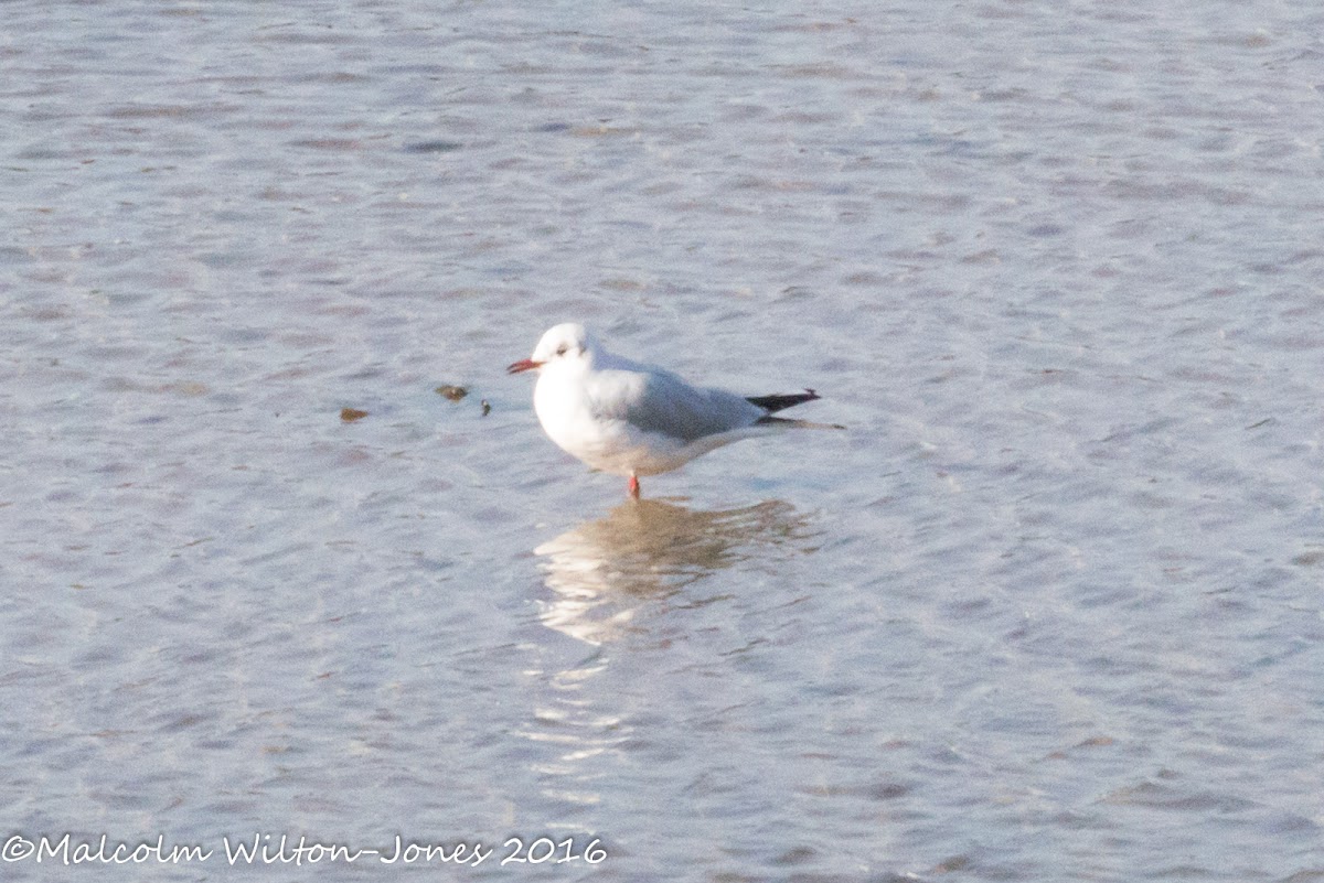 Black-headed Gull