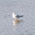 Black-headed Gull