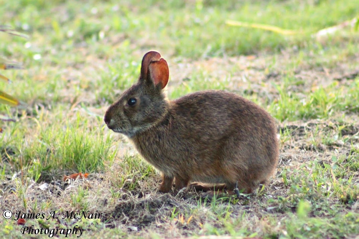 Marsh Rabbit