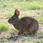 Marsh Rabbit