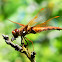 Cardinal Meadowhawk