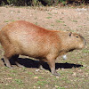 Capybara