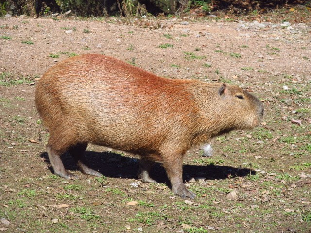 Capybara