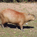 Capybara