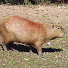 Capybara