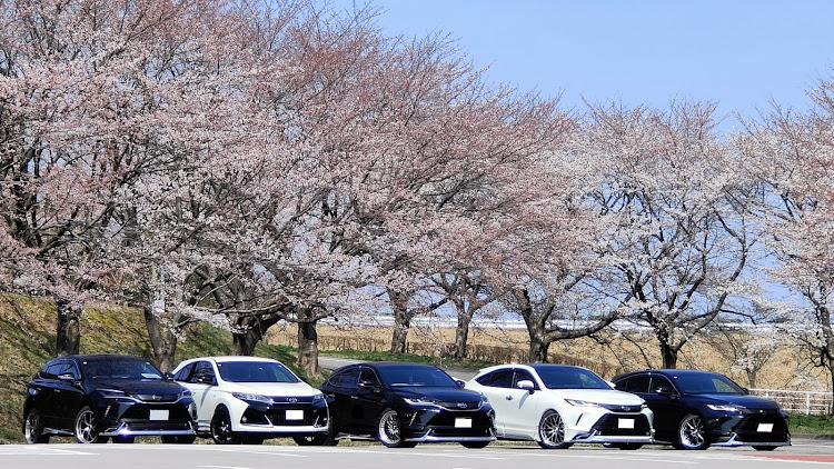 ハリアーのオフ会・ハリアー乗りはいい人ばかり・桜コラボ・太閤山ランドに関するカスタム事例の投稿画像5枚目