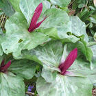 Sessile trillium