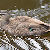 Pacific black duck