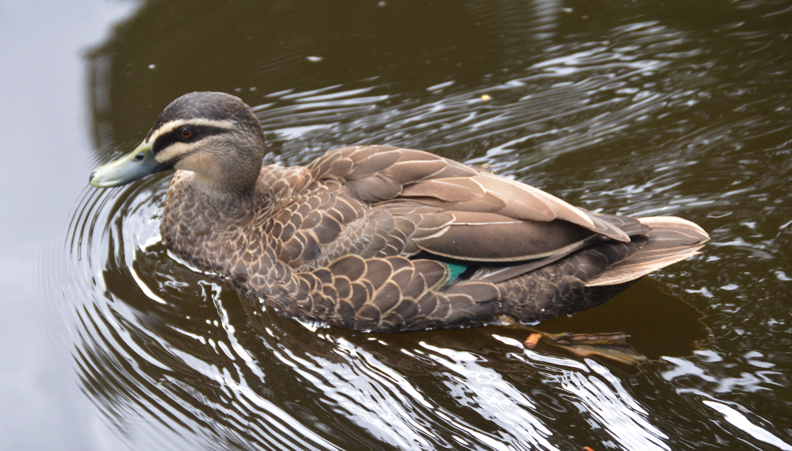 Pacific black duck