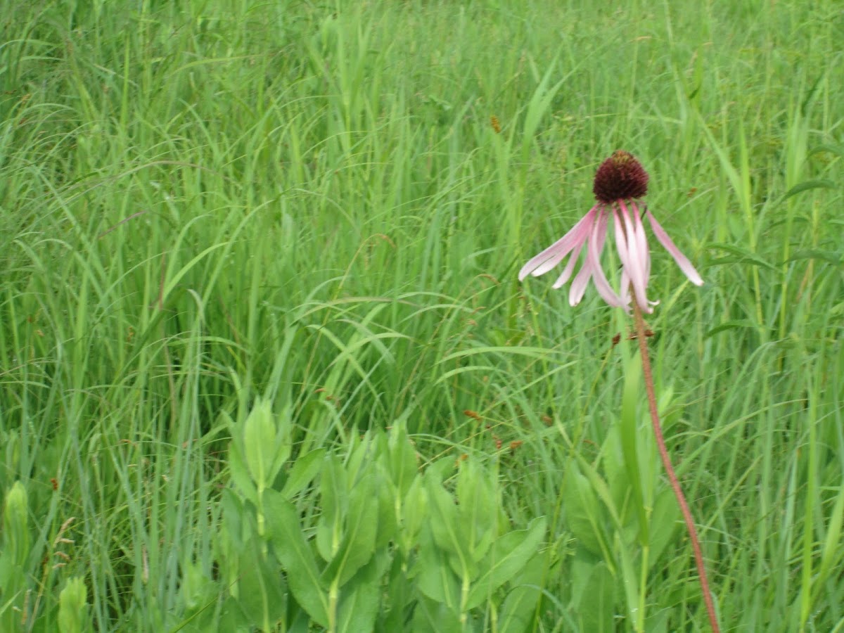 Pale Purple Coneflower