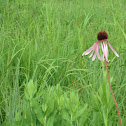 Pale Purple Coneflower