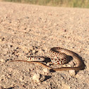 Eastern Yellow-bellied Racer