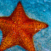 Caribbean Sea Star