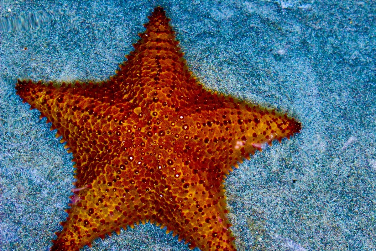 Caribbean Sea Star