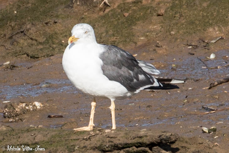 Lesser Black-backed Gull