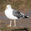 Lesser Black-backed Gull