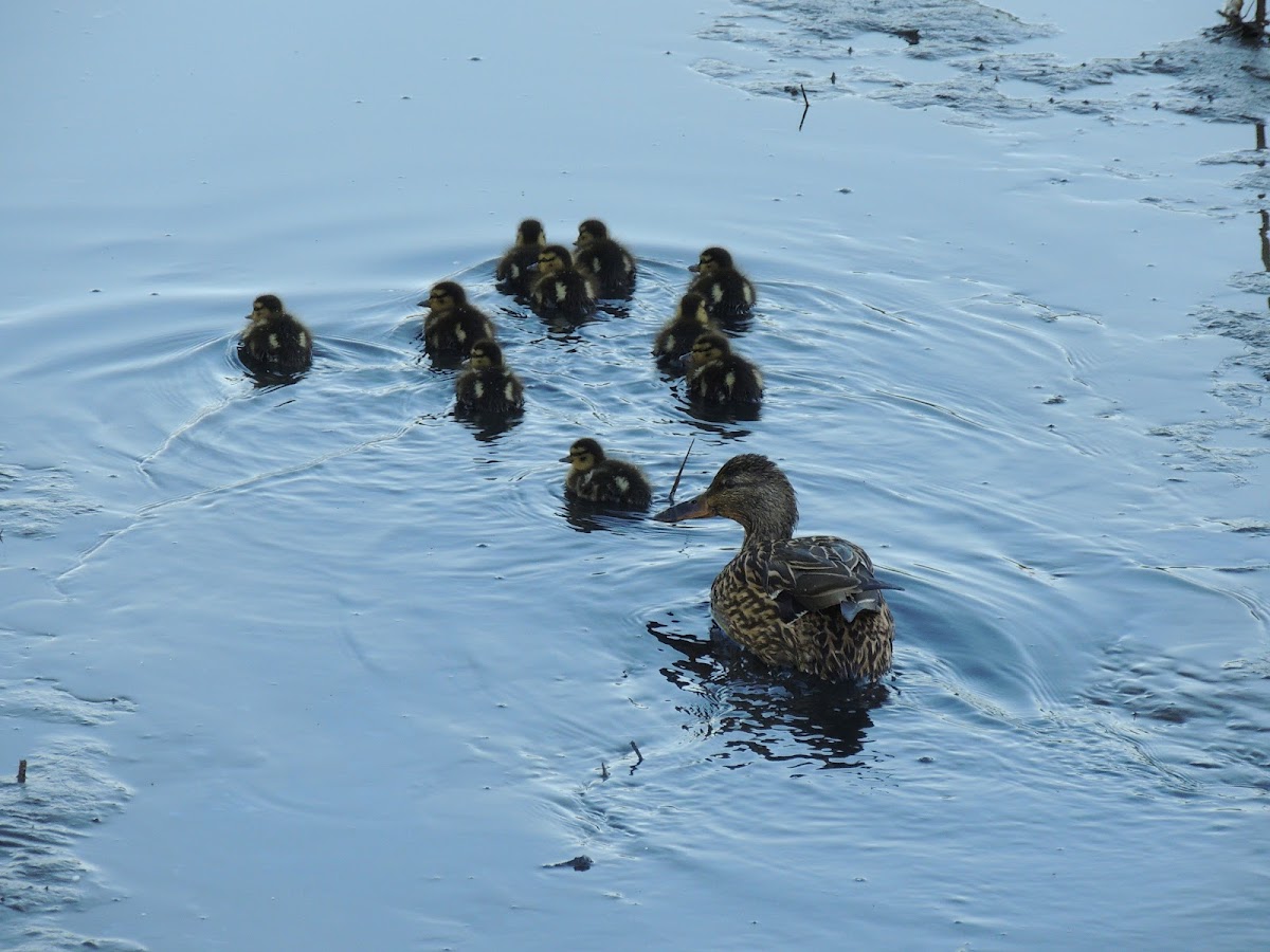 mallard