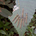 Lappet Moth Caterpillars