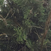 Coral reef araucaria, Cook pine, New Caledonia pine, Cook araucaria