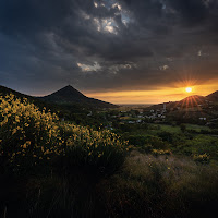 Fioritura delle Ginestre sui colli Euganei di 