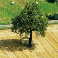 "Ognuno sta solo sul cuor della terra"   di 