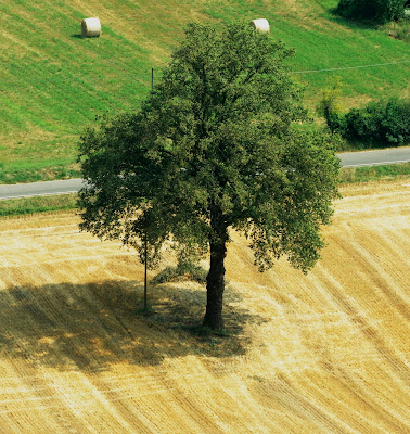 "Ognuno sta solo sul cuor della terra"   di jovi55