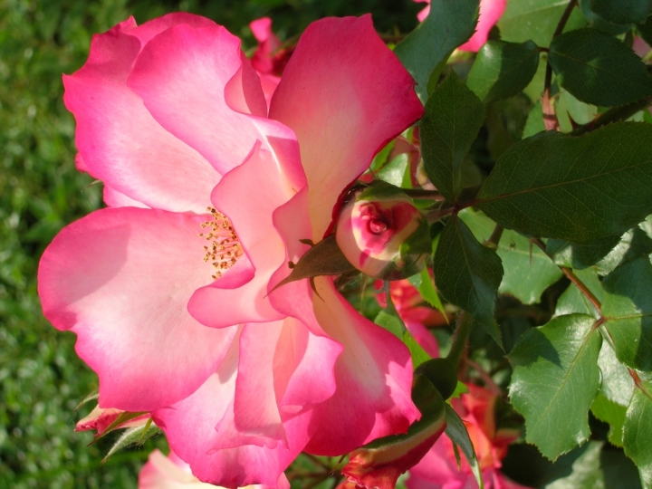 Un semplice fiore rosa di rubis