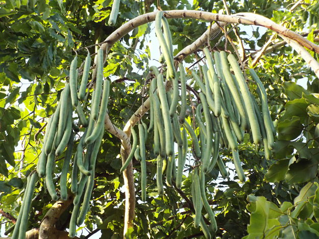 Golden Shower Tree?