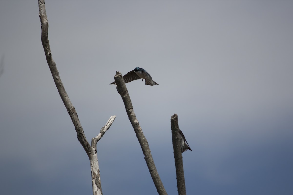 Tree swallow